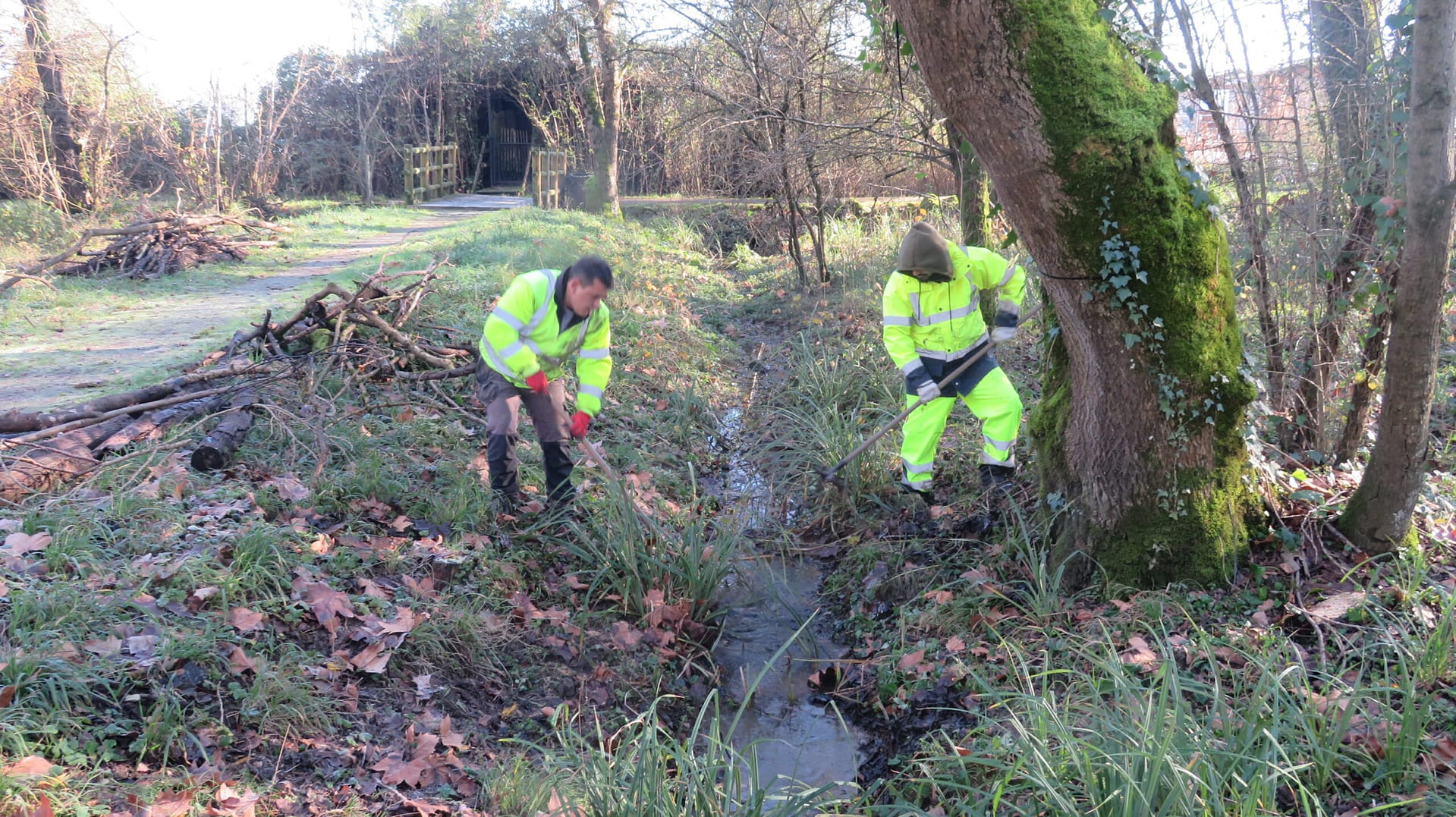 Gestion de la zone humide en berge de Garonne - Arcins Environnement service