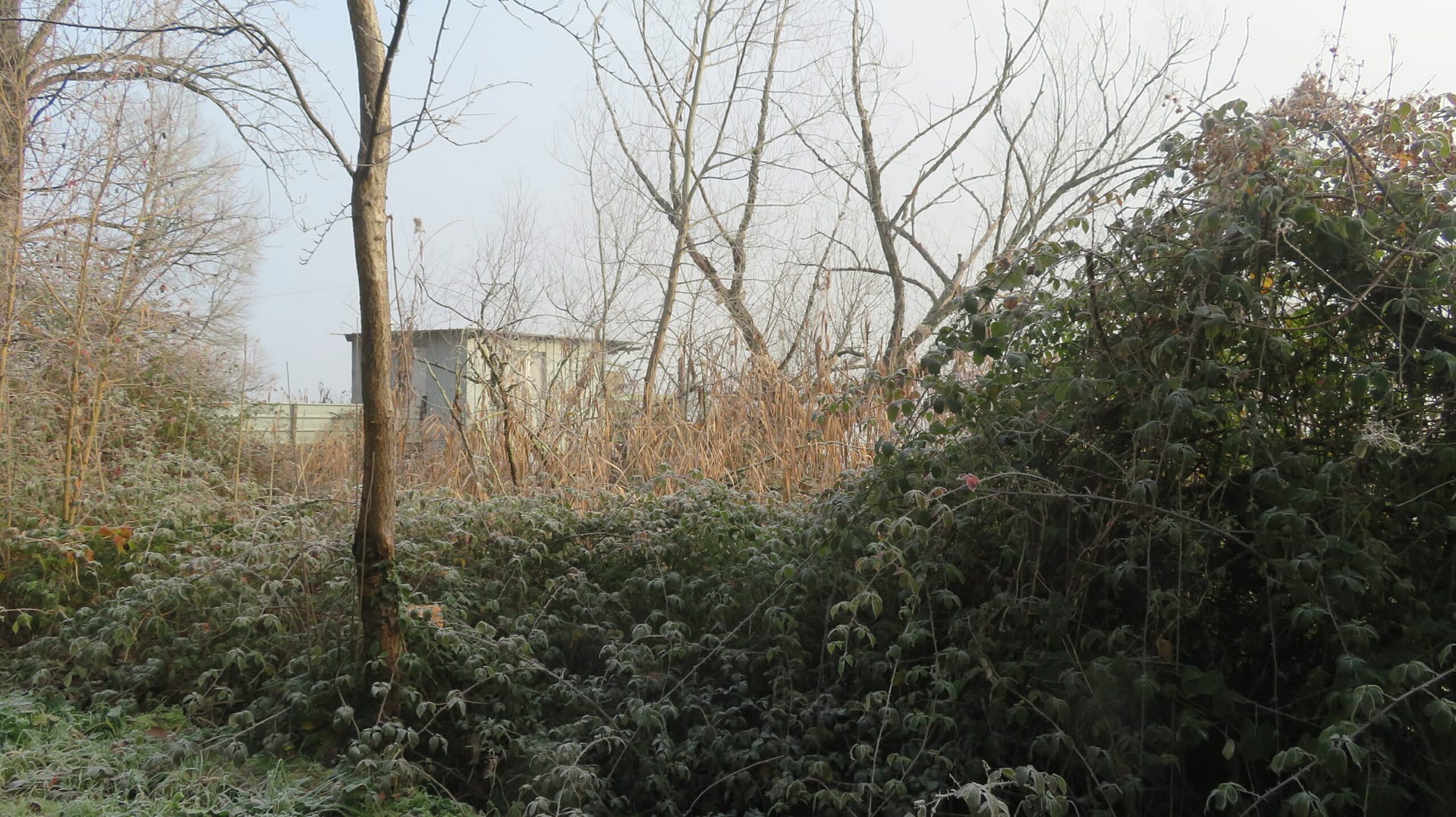 Suppression des ronciers - Arcins Environnement service