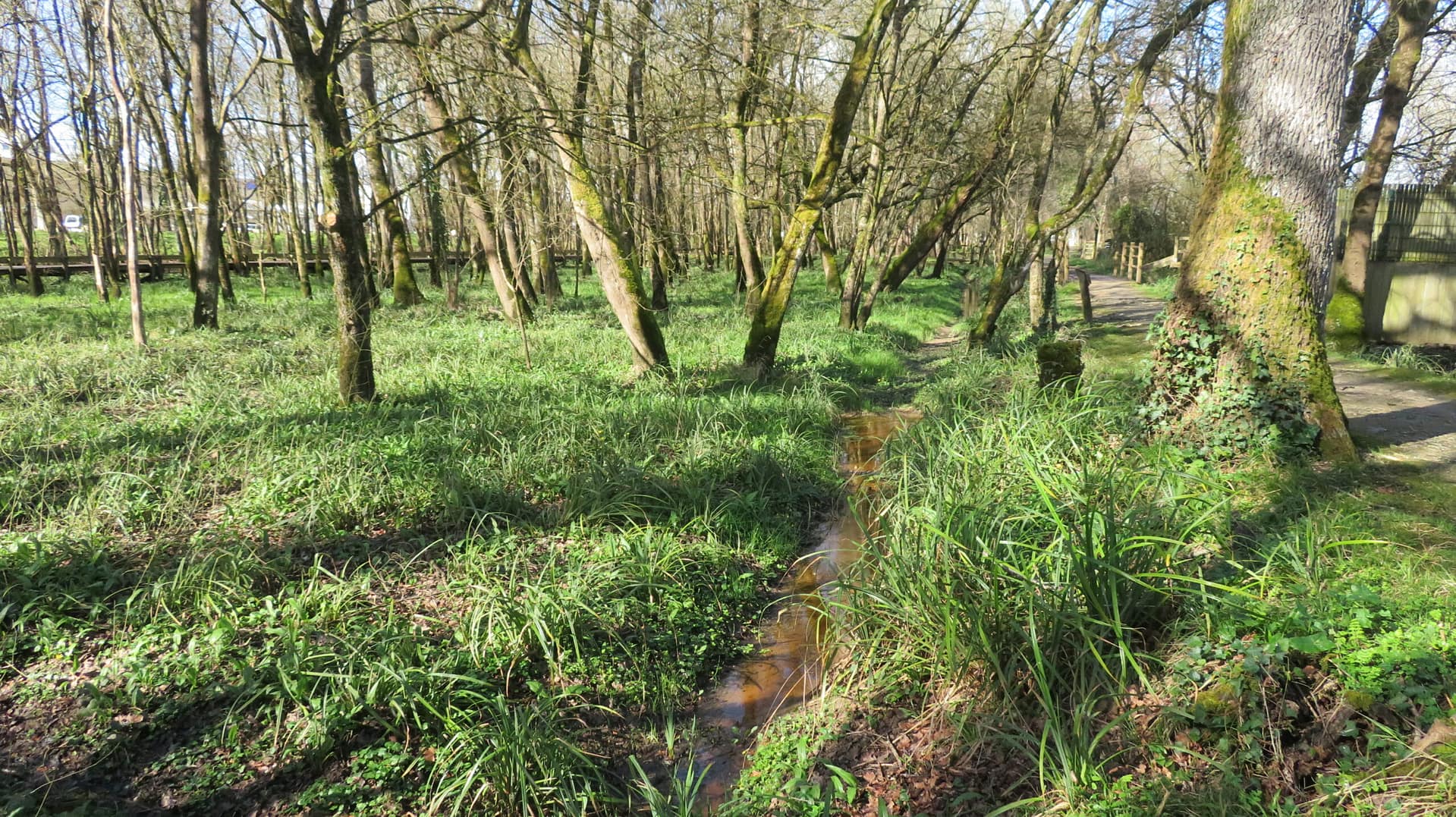 Zone humide après intervention - Arcins Environnement service